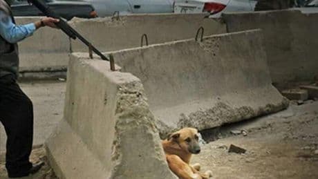 Marruecos envenena y mata a tiros a sus perros callejeros para dejar el país 'limpio' antes del Mundial de 2030