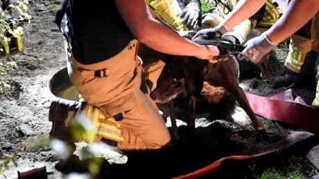 Hond na 1,5 dag uit diepe rioolput gered in Wetering
