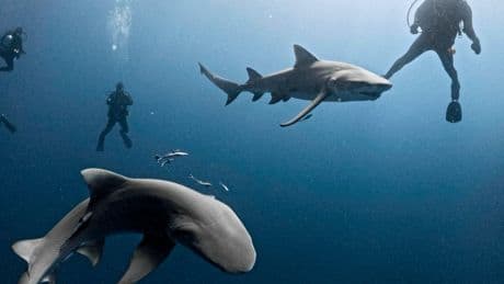Shark bites surfer’s leg in bloody attack off Canary Island’s coast