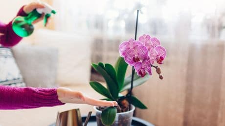 Natalia Sáez, experta en plantas: “”Para que no se mueran todas tus orquídeas es importante trasplantarlas a una maceta no demasiado grande y quitarles las raíces secas”
