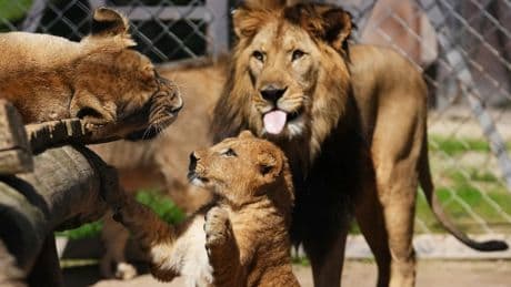Zoo welcomes four new rare Barbary lion cubs whose population is extinct outside of protection