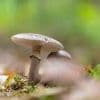 Ein Sommer zum Pilzesammeln: Botanischer Garten Berlin gibt Tipps, wie man zwischen Gift- und Speisepilz unterscheidet
