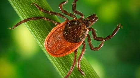 New warning issued over tick bites after 1,500 cases of Lyme disease reported in a year