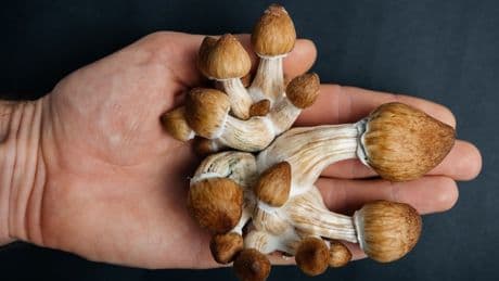 Parkinson's patients who take 'magic mushrooms' see key benefits, study finds