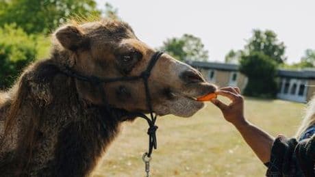 Therapie mit Tieren: Heiler auf vier Beinen