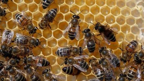 Bienen: Modifiziertes Futter könnte Populationen stärken