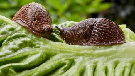 Was tun gegen Nacktschnecken? Hilft Bier gegen eine Schneckenplage im Garten?