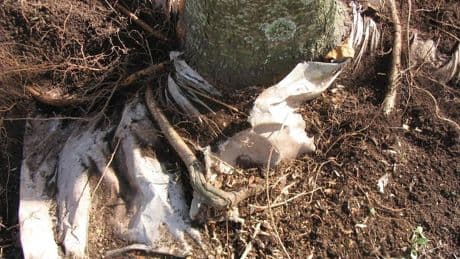 Why landscape fabric is often a bad idea for your garden