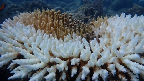 Meereserwärmung: Rekord-Korallenbleiche auch vor Westaustralien