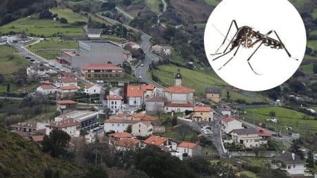 Detectan mosquitos tigre en 30 municipios de Bizkaia y Salud extrema la vigilancia