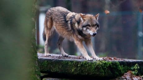 European Parliament votes to lower protections on wolves