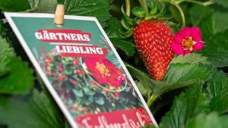 Obstanbau: Bald ist Erdbeerzeit - Gartenbauverband tauft neue Sorte