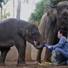 Tuesday is World Elephant Day. 5 things to know about the world's largest land mammal