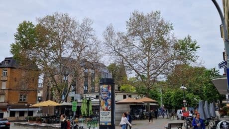 Vergiftete Platanen am Merianplatz werden gefällt