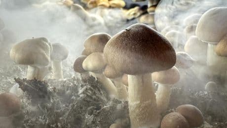 🌟The Bright Side: New Zealand green lights medicinal use of 'magic mushrooms'