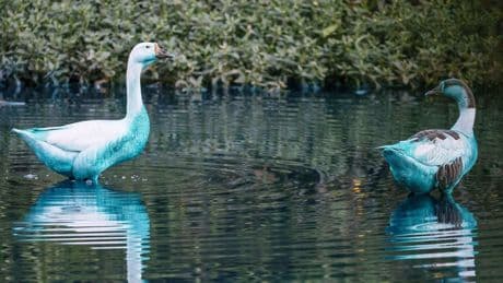 Eenden, ganzen en capibara's kleuren blauw in Brazilië door gelekte kleurstof