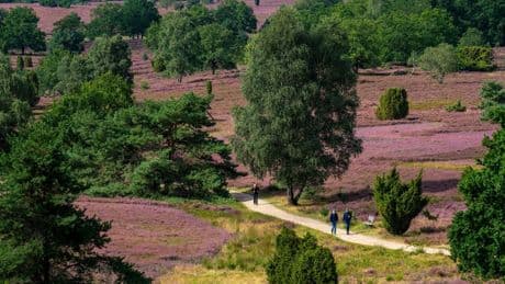 Wandern ab Bremen: Büsenbacher Heideschleife – preisgekrönte Route