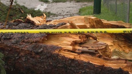 Calgarians clean up from intense storm that downed trees, flooded roads