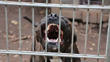 Brit woman dies from rabies after 'being bitten by stray dog' on Moroccan holiday