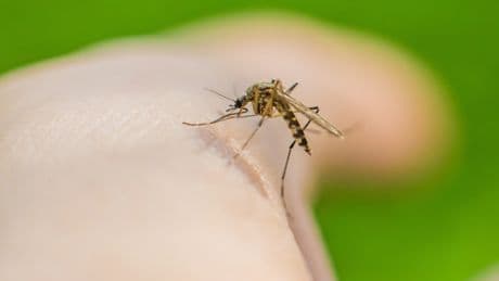 Stechen Mücken nach Plan? Diese Körper-Eigenschaft zieht sie besonders an