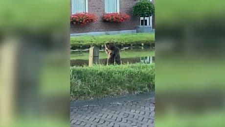 Grote bever gespot in woonwijk Schipluiden: 'Echt bizar'