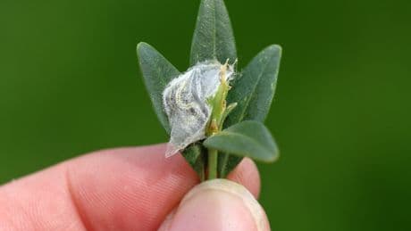 UK Gardeners Warned To Look For 'Webs' On Their Hedge Before It's Too Late