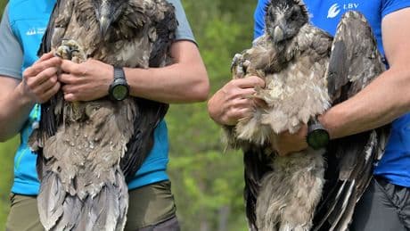 Vogelwild: Junge Geier im Nationalpark erwartet - fünfte Auswilderung