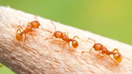 ​Alerta en Tenerife por la llegada de una pequeña y peligrosa hormiga invasora: &quot;Es un problema grave&quot;