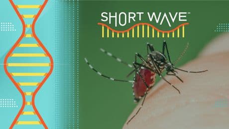 Climate change could be great for mosquitoes