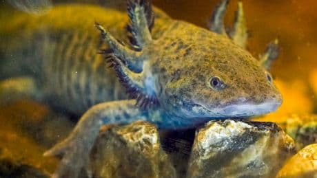Inside the desperate hunt for an endangered creature in city’s canals