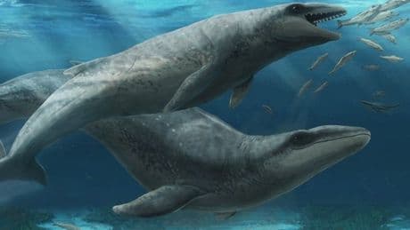‘Deceptively cute’ prehistoric whale species with 'slicing teeth' discovered in Australia