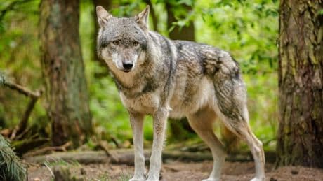 In Baden-Württemberg - Wolfsschutz kostet fast zwei Millionen Euro pro Tier