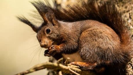 „Es ist dramatisch – bei den Eichhörnchen ist der Beginn des Aussterbens da“