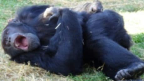 Chimpanzees can ‘catch’ yawns even from robots – leaving scientists perplexed