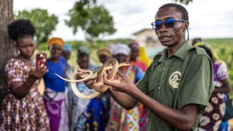 Privés de leur habitat, les serpents africains s’invitent dans les maisons
