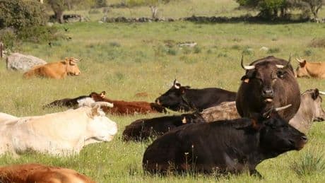 Muere una mujer tras ser embestida por dos reses en un pueblo de Segovia