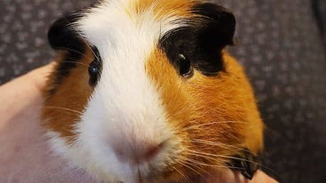 Köln: Meerschweinchen Annette machte Artgenossen das Leben schwer