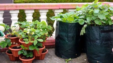 Gardeners urged to grow vegetables inside sheds using this £1 item