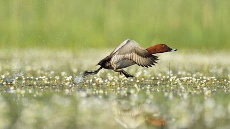 Le gouvernement renonce à réduire la période de chasse d’oiseaux migrateurs en déclin, comme la caille des blés ou le canard siffleur