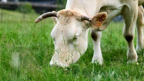 Près de Lyon : une vache charge des habitants et sème la pagaille en ville
