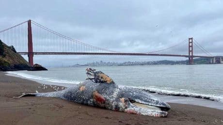 Mystery as six gray whales found dead after unusually high influx into San Francisco Bay