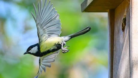 Naturschutz: "Stunde der Gartenvögel" - Bevölkerung soll Vögel zählen