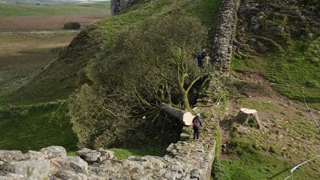 Timeline: How the Sycamore Gap tree felling that shocked the nation unfolded as culprits jailed