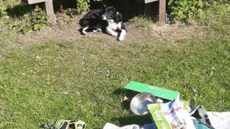 Frightened young border collie type dog discovered beside some bushes in Livingston