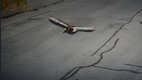 "Un chauffard notoire": un canard "récidiviste" flashé en excès de vitesse par un radar en Suisse