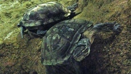 El Gobierno incluye cuatro tortugas en peligro de extinción en la lista de invasores que hay que erradicar