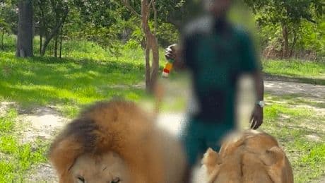 Senegal: Ex-Fußballstar Seydou Doumbia spaziert mit Löwen | Video