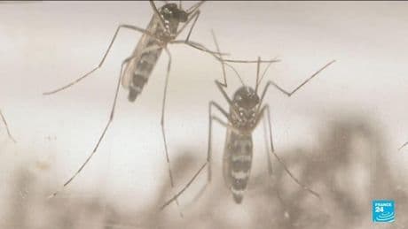 Réunion island battles Chikungunya outbreak