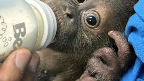 Piepjonge orang-oetans opgevangen met babyflesje na illegale vondst in Thailand