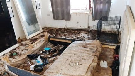 Seven dogs die in hellhole flat as woman jailed over appalling cruelty